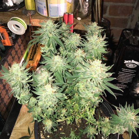 Sweet Lemon Ak #3 growlog timeline photo