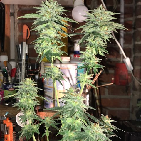 Royal Gushers #1 growlog timeline photo