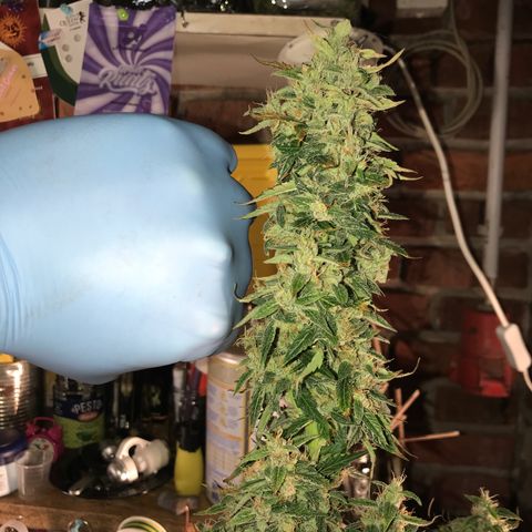 Purple Haze #1 growlog timeline photo