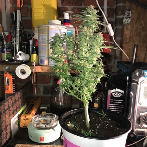 Sweet Lemon Ak #1 growlog timeline photo