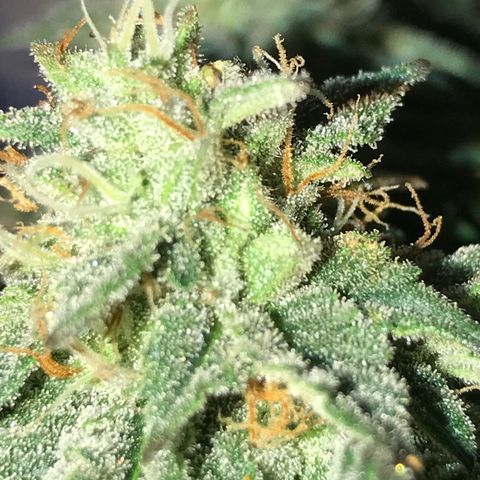 Royal Apple Fritter #2 growlog timeline photo