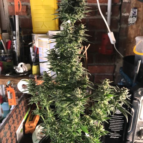 Do- Si- Dos #3 growlog timeline photo