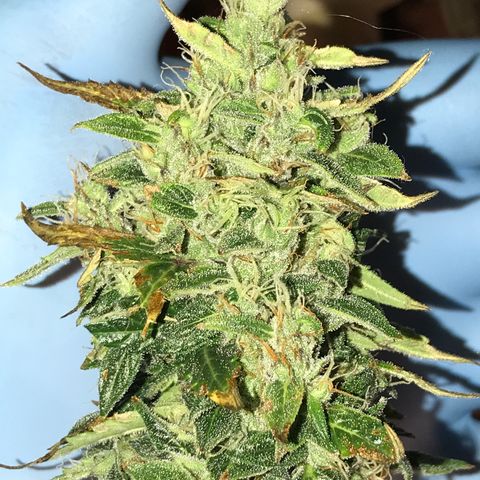 Purple Haze #1 growlog timeline photo