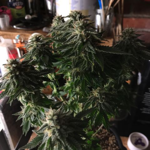 Royal Apple Fritter #2 growlog timeline photo