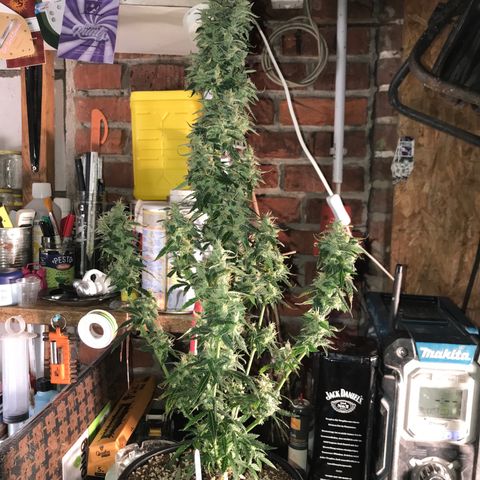 Purple Haze #1 growlog timeline photo
