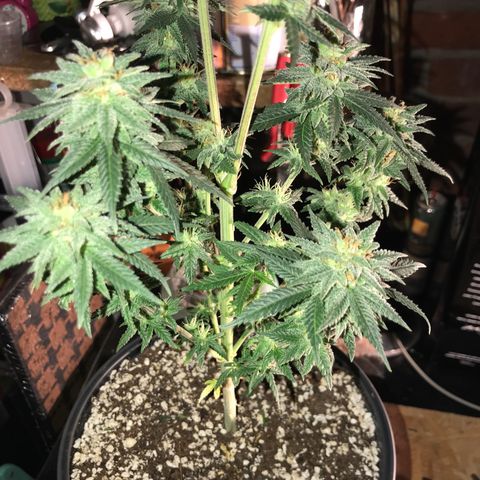 Royal Gushers #1 growlog timeline photo