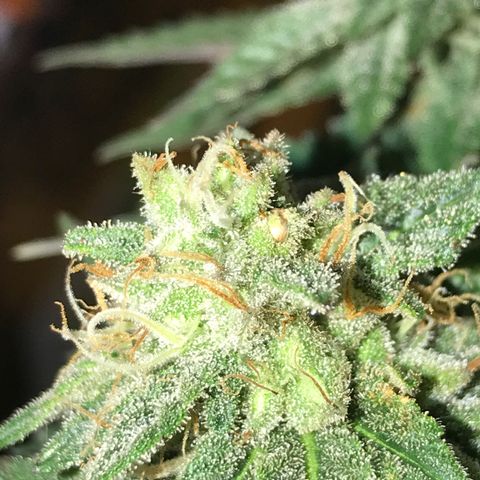 Royal Apple Fritter #2 growlog timeline photo