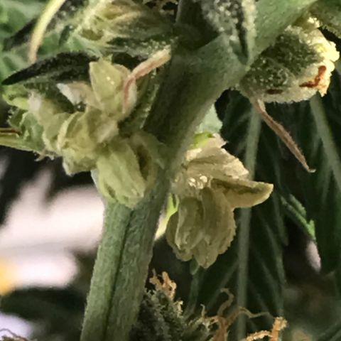 Do- Si- Dos #3 growlog timeline photo