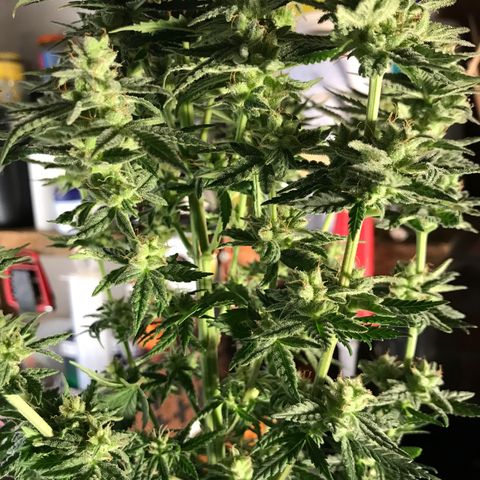 Do- Si- Dos #3 growlog timeline photo
