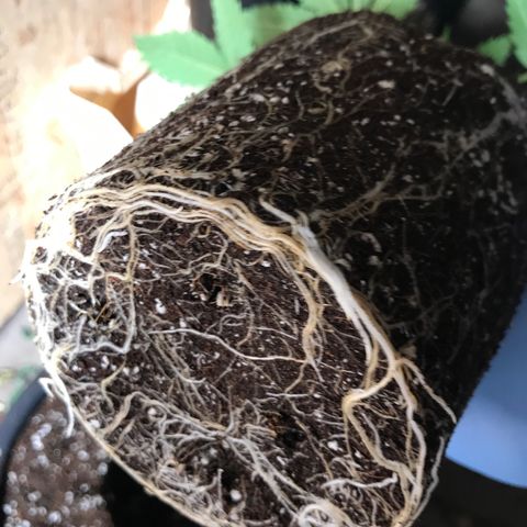White Runtz  #4 growlog timeline photo