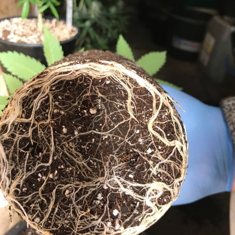 White Runtz  #4 growlog timeline photo