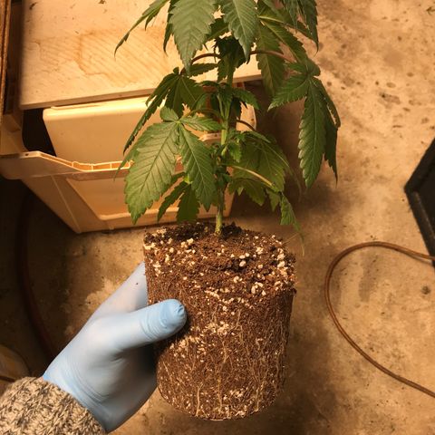 White Runtz  #2 growlog timeline photo