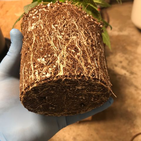 White Runtz  #2 growlog timeline photo