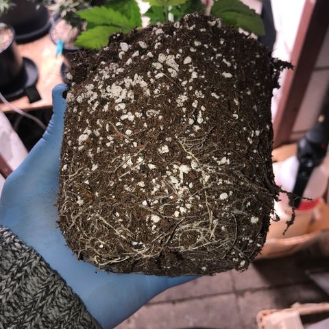 White Runtz  #1 growlog timeline photo