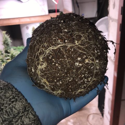 White Runtz  #1 growlog timeline photo