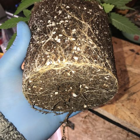 White Runtz  #3 growlog timeline photo