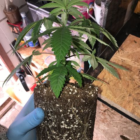 White Runtz  #3 growlog timeline photo