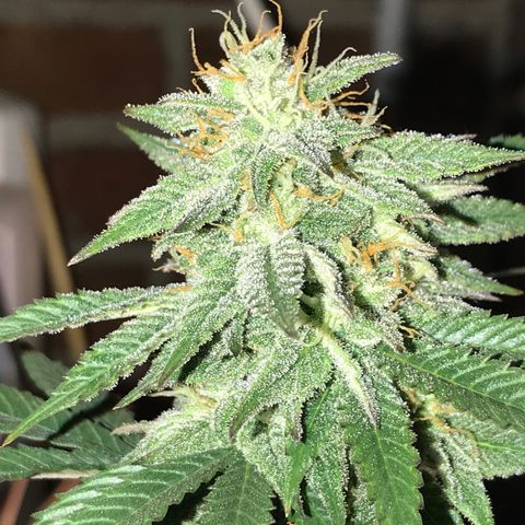 Do- Si- Dos #1 growlog timeline photo