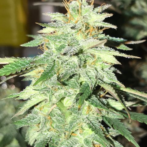Do- Si- Dos #1 growlog timeline photo