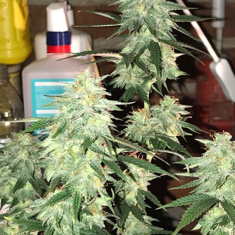 Do- Si- Dos #1 growlog timeline photo