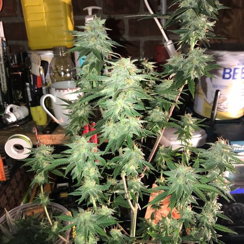 Do- Si- Dos #1 growlog timeline photo