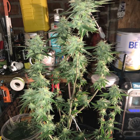 Do- Si- Dos #1 growlog timeline photo