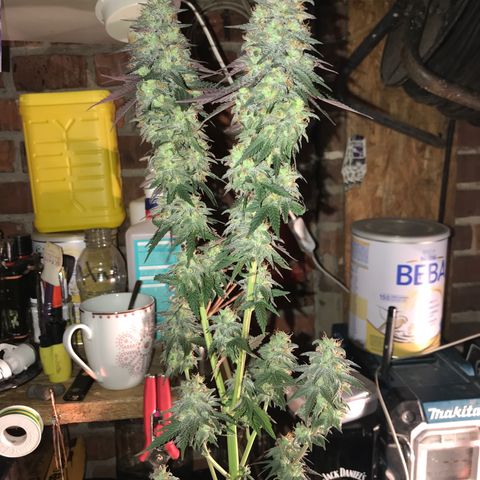 Royal Biscotti  #3 growlog timeline photo