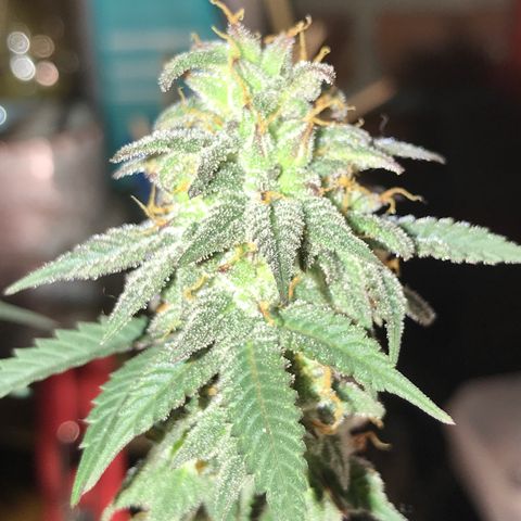 Royal Biscotti  #3 growlog timeline photo