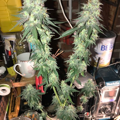 Royal Biscotti  #3 growlog timeline photo