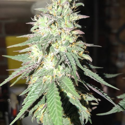 Royal Biscotti  #3 growlog timeline photo