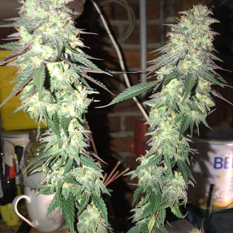 Royal Biscotti  #3 growlog timeline photo
