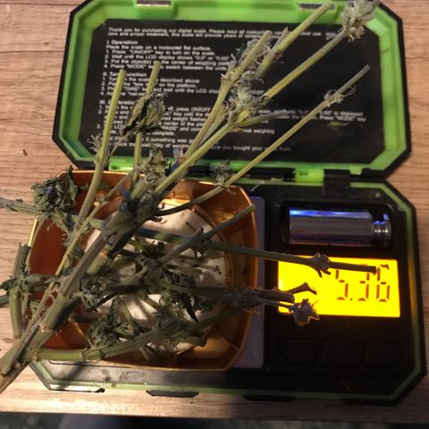 Royal Apple Fritter #3 growlog timeline photo