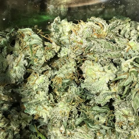 Royal Apple Fritter #3 growlog timeline photo