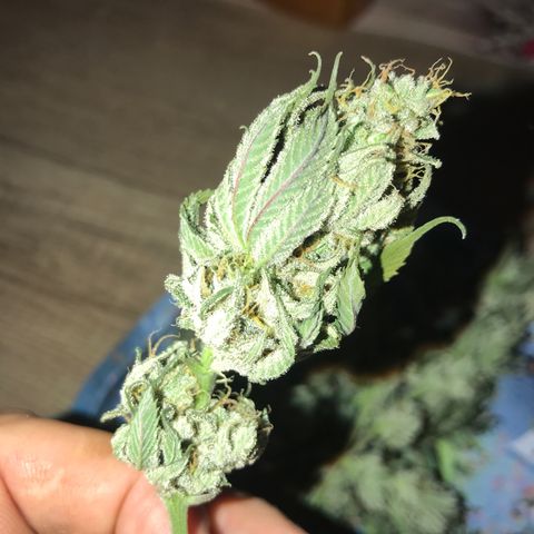 Royal Skywalker  #3 growlog timeline photo