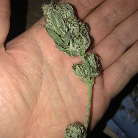 Royal Skywalker  #3 growlog timeline photo