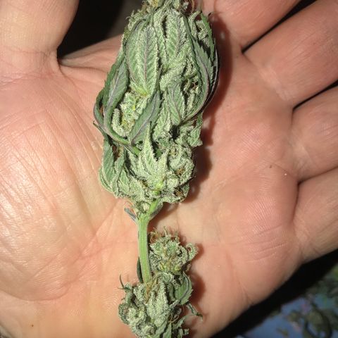Royal Skywalker  #3 growlog timeline photo