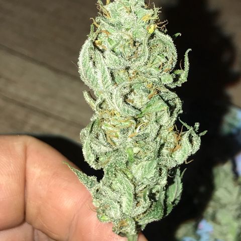 Royal Skywalker  #3 growlog timeline photo
