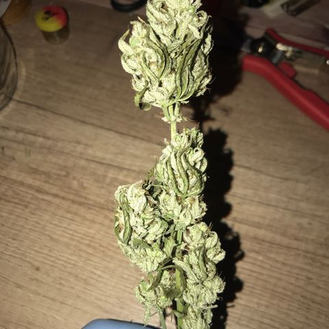 Royal Skywalker  #1 growlog timeline photo
