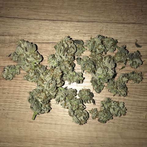 Royal Biscotti  #2 growlog timeline photo