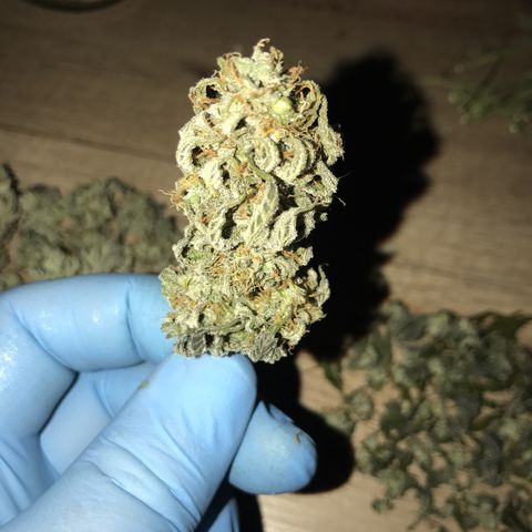 Royal Biscotti  #2 growlog timeline photo