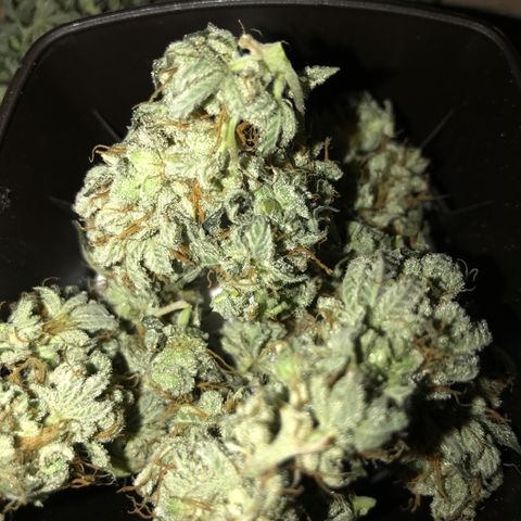 Royal Apple Fritter #2 growlog timeline photo