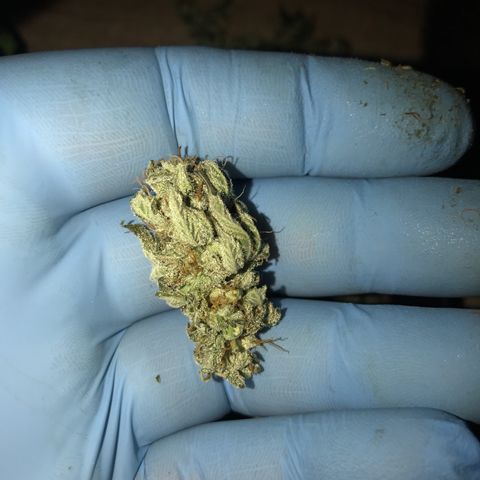 Royal Apple Fritter #2 growlog timeline photo