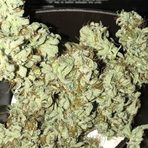 Sweet Lemon Ak #3 growlog timeline photo