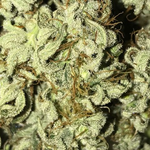 Sweet Lemon Ak #3 growlog timeline photo