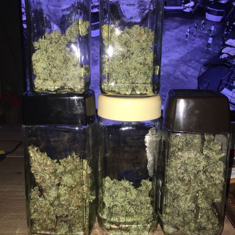 Royal Biscotti  #2 growlog timeline photo