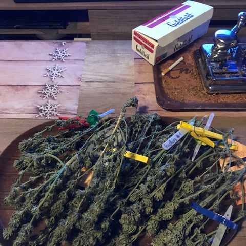 Sweet Lemon Ak #1 growlog timeline photo