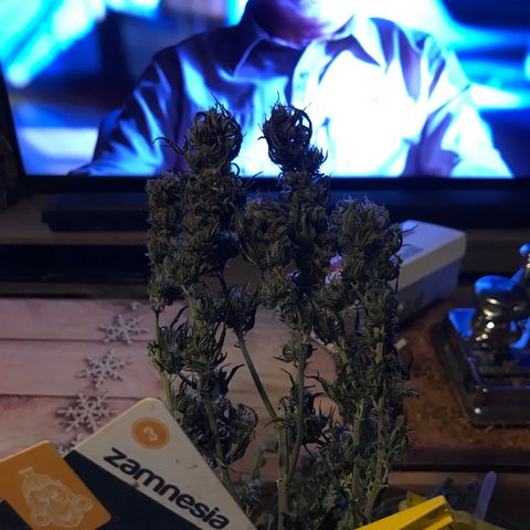 Sweet Lemon Ak #1 growlog timeline photo