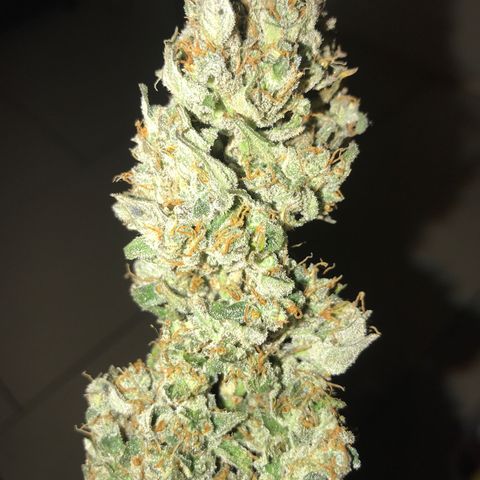 Purple Haze #1 growlog timeline photo