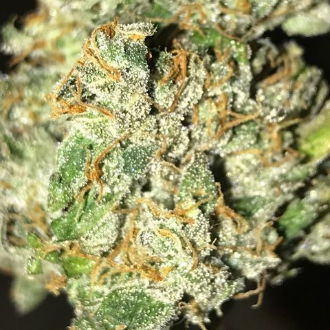 Purple Haze #1 growlog timeline photo