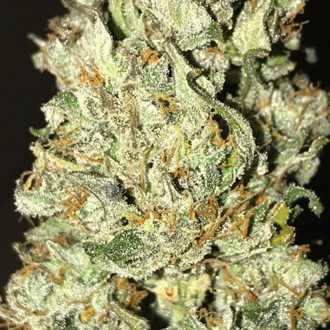 Purple Haze #1 growlog timeline photo